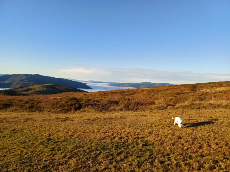 Perro blanco en un paisaje de alta montaña